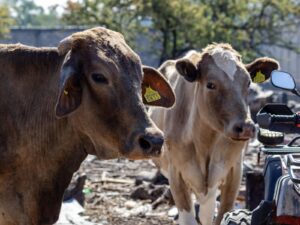 Morelos blinda el hato ganadero: instalan más de 9 mil trampas contra el gusano barrenador