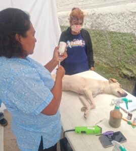 ¡Jornada de esterilización gratuita en Jiutepec!   El Ayuntamiento de Jiutepec continúa con las jornadas gratuitas de esterilización para perros y gatos